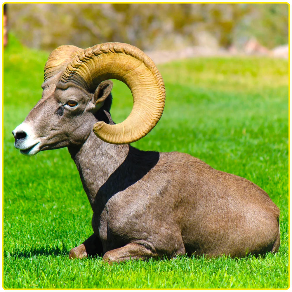 A majestic bighorn sheep resting on lush green grass, its iconic curled horns symbolizing the thriving wildlife near the Colorado River, Black Canyon, and popular outdoor activities like kayaking and hiking.