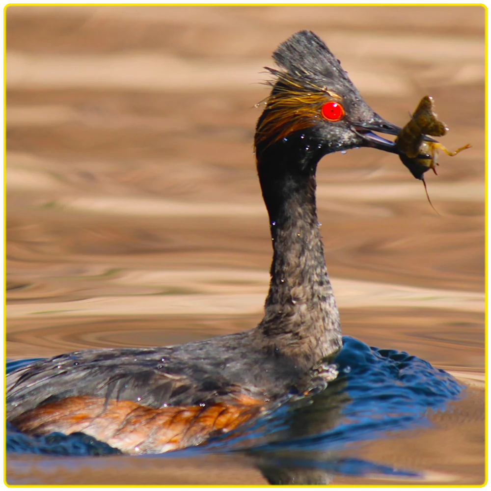 A grebe with red eyes and colorful plumage holding a fish, swimming in the Colorado River near Black Canyon, highlighting unique bird species, wildlife tours, and kayaking adventures.