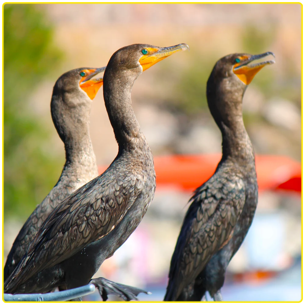 Three cormorants near the Colorado River, displaying sleek black feathers and emerald-green eyes, showcasing local wildlife during scenic kayaking tours, nature observation, and wildlife photography along the river and desert cliffs.