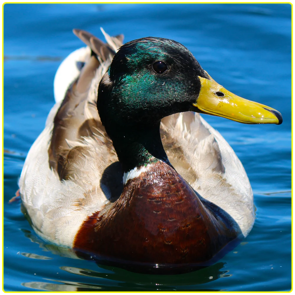 A mallard duck with vibrant green and brown feathers floating on the Colorado River, surrounded by scenic wildlife, perfect for birdwatching, photography, and nature tours.