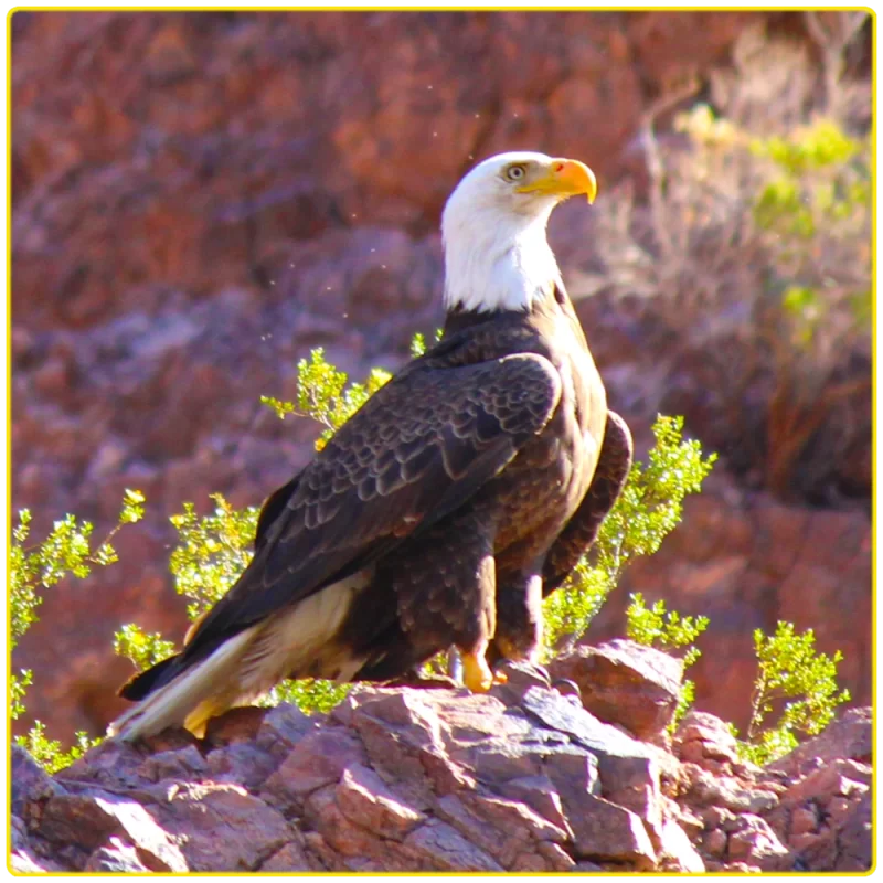 A majestic bald eagle perched on a rocky ledge in Black Canyon, showcasing the wildlife of the Colorado River, perfect for birdwatching, nature-focused tours, and photography trips.